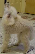 woof!